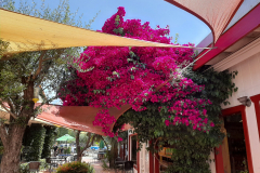 casadefruta7