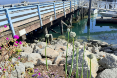 MorroBay16