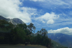 sequioa5