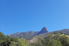 sequioa8