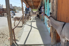 dag2-oatman3